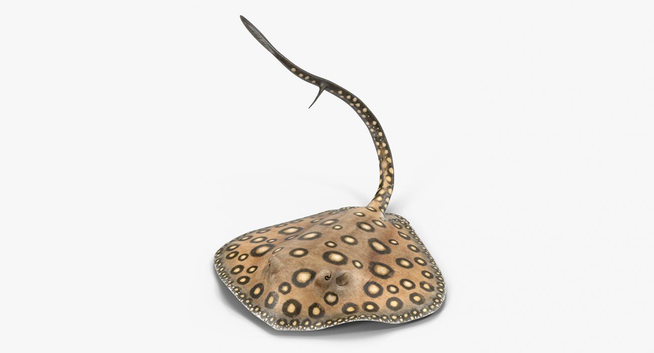 3D River Stingray Pose 2