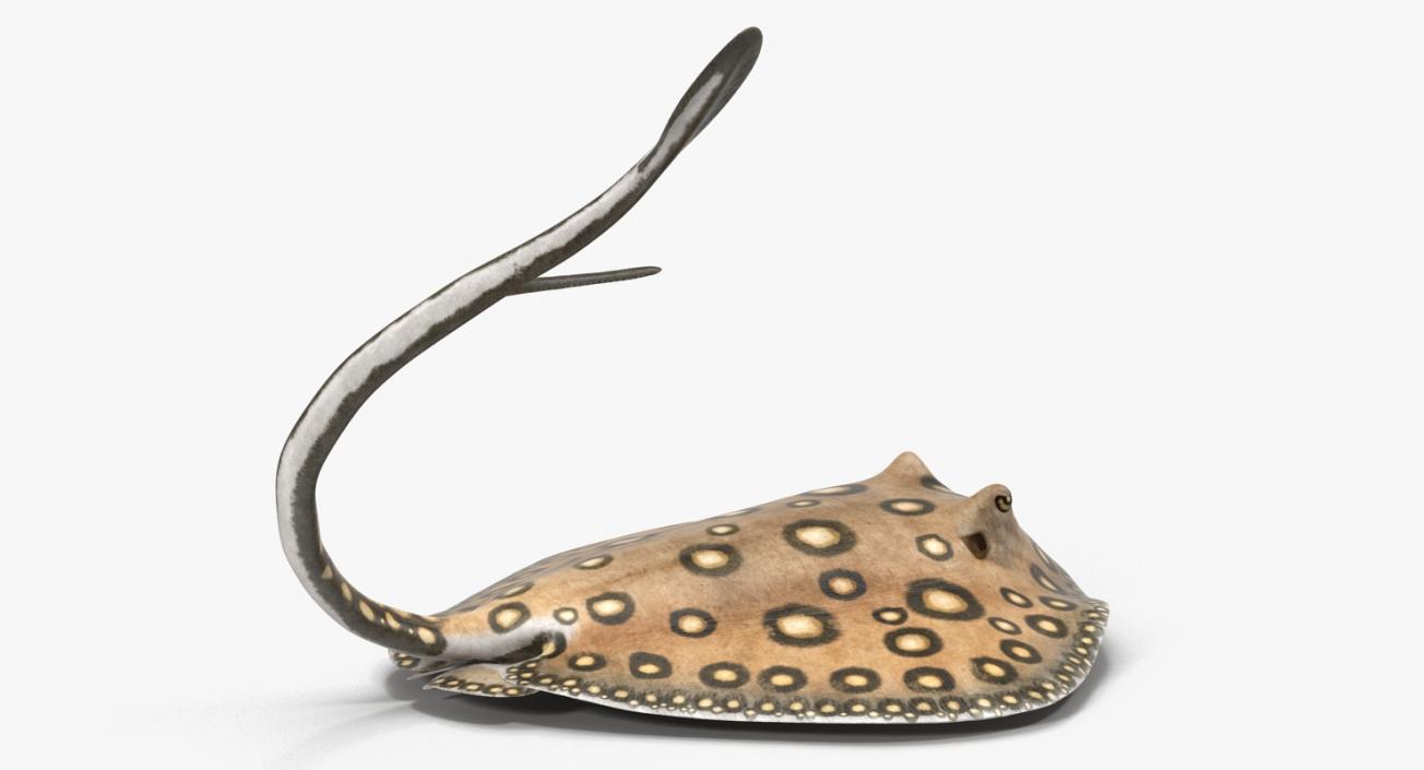 3D River Stingray Pose 2