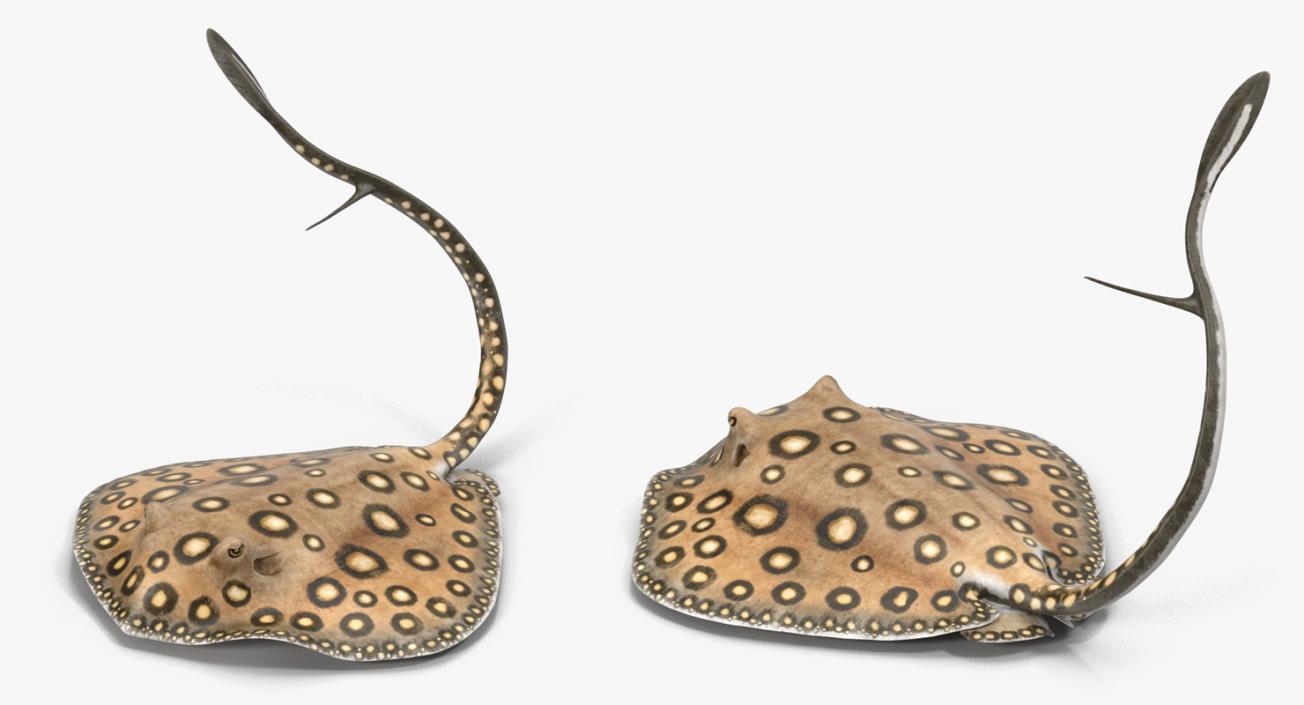 3D River Stingray Pose 2