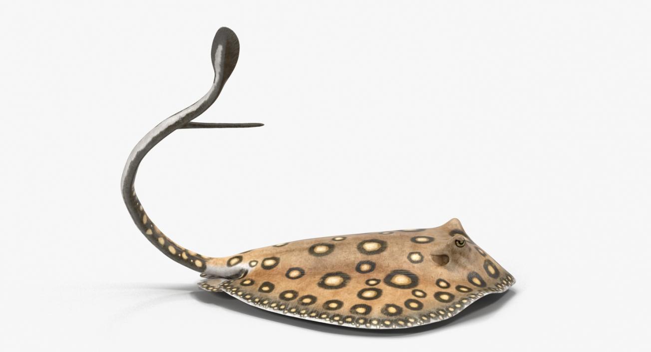 3D River Stingray Pose 2