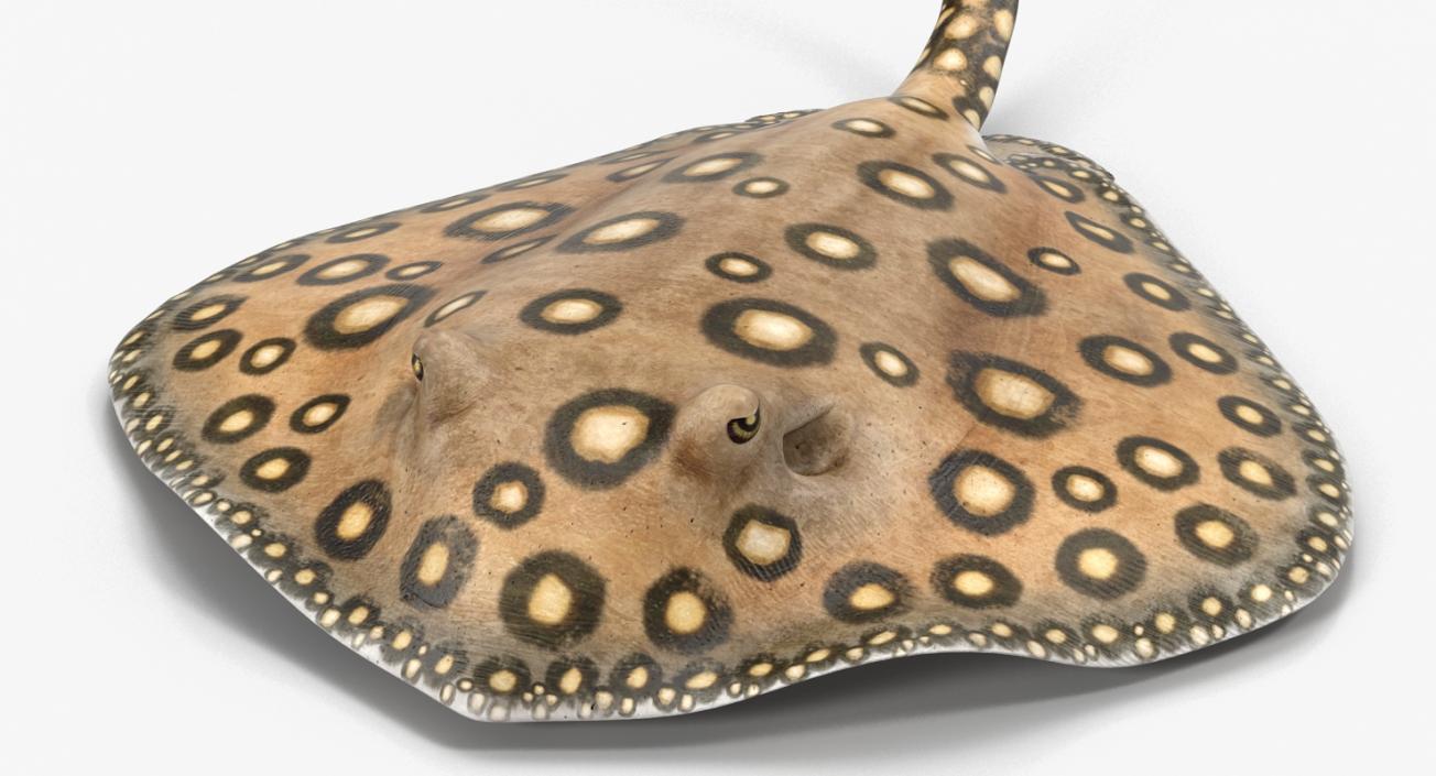 3D River Stingray Pose 2