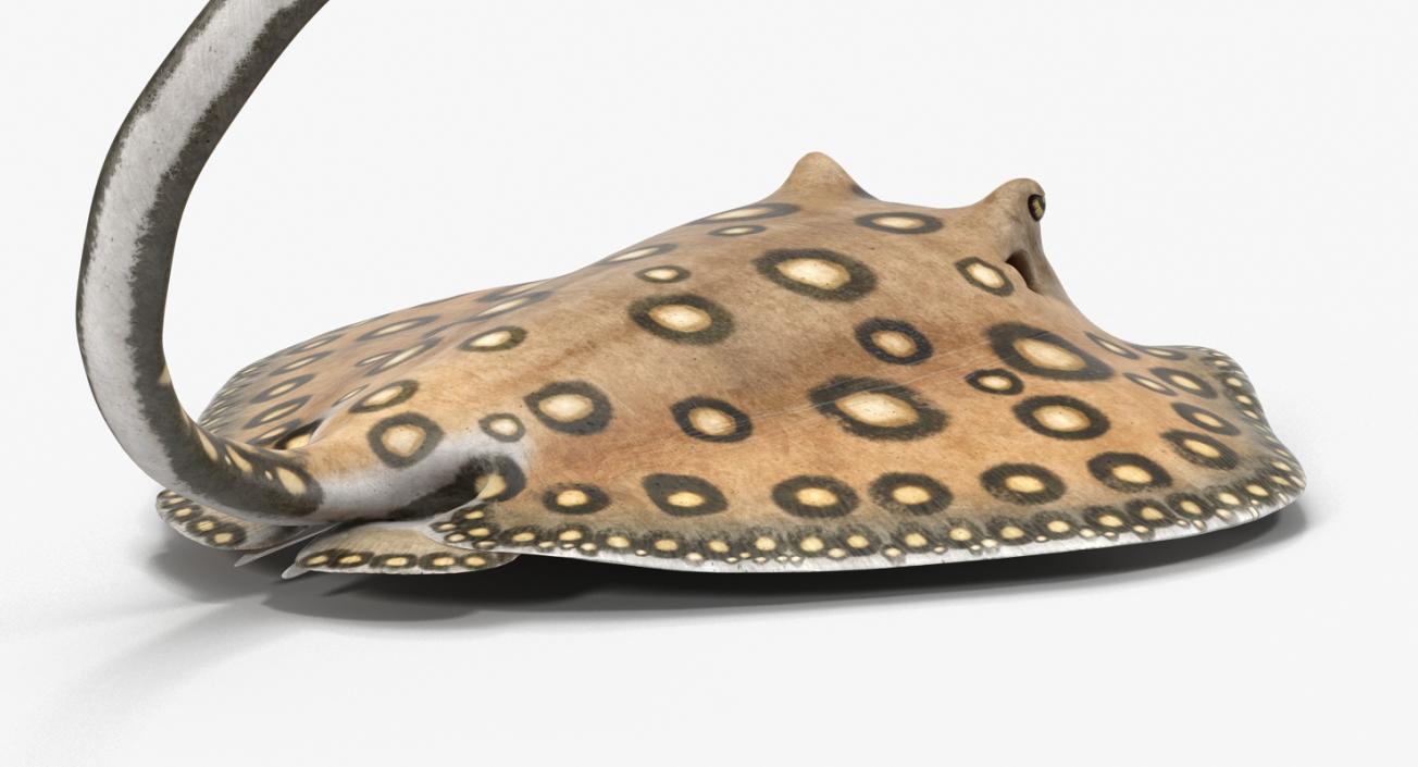 3D River Stingray Pose 2