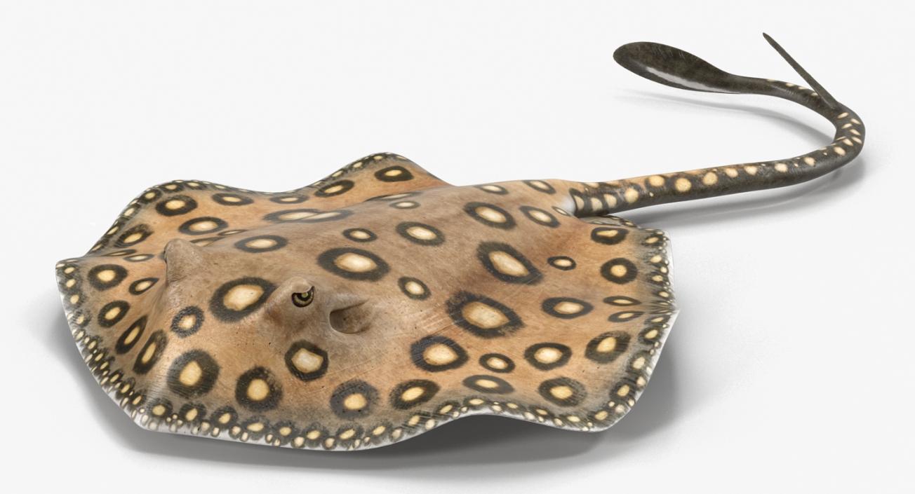 3D River Stingray Pose 3