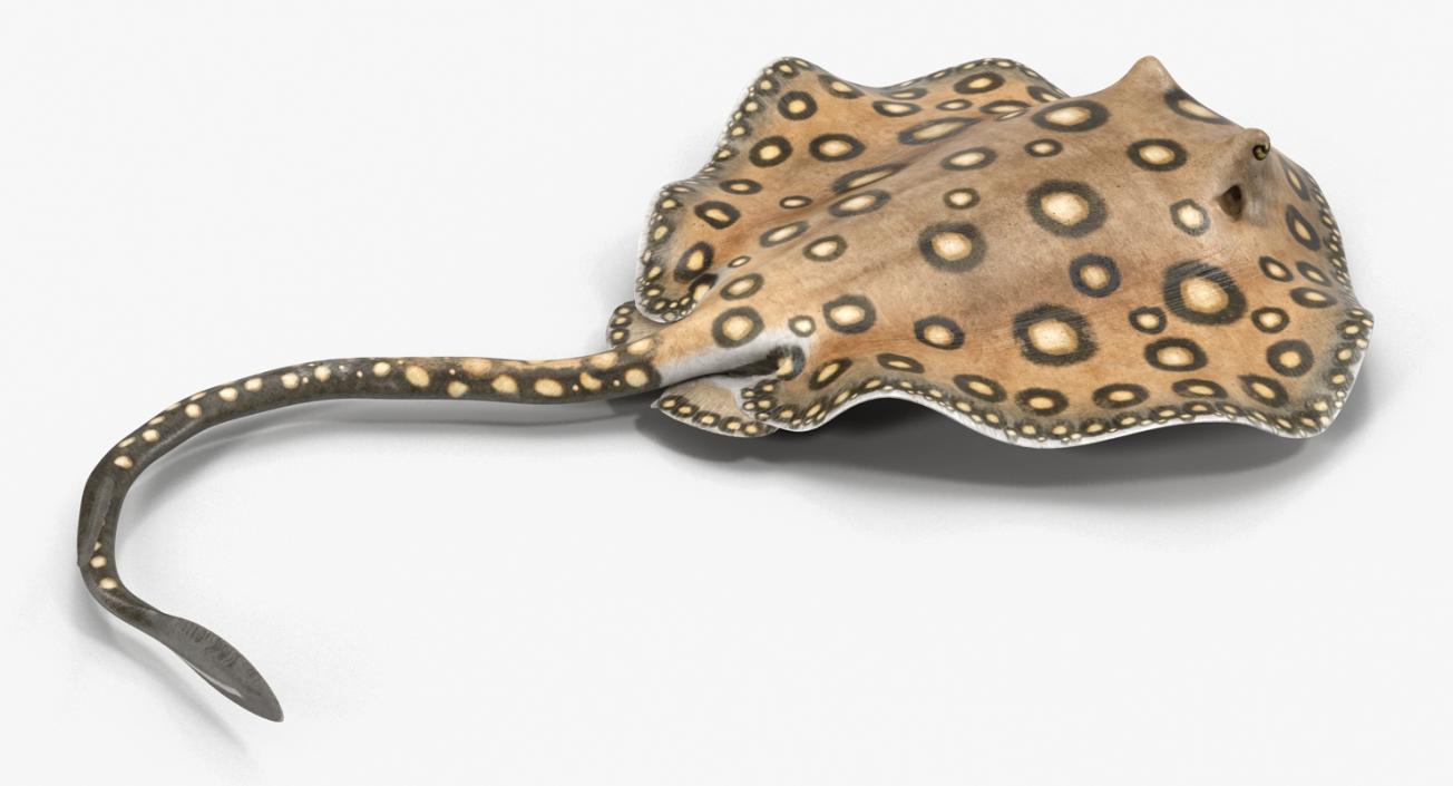 3D River Stingray Pose 3