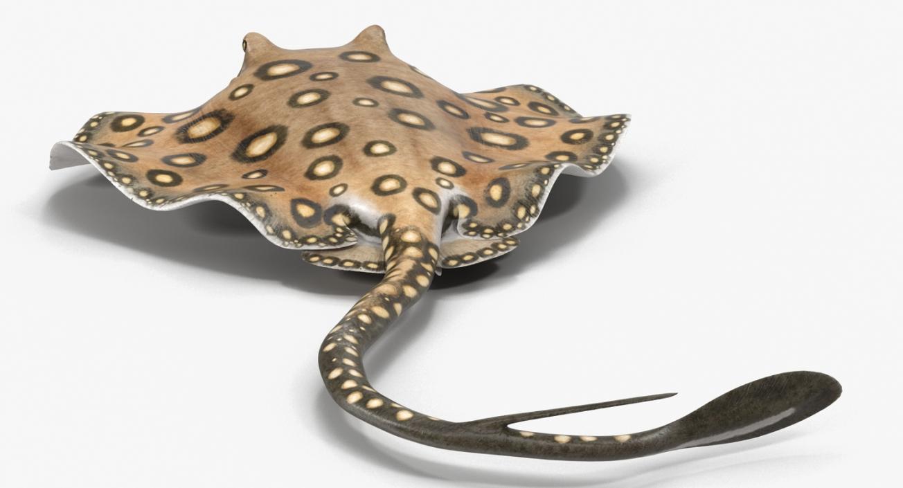 3D River Stingray Pose 3