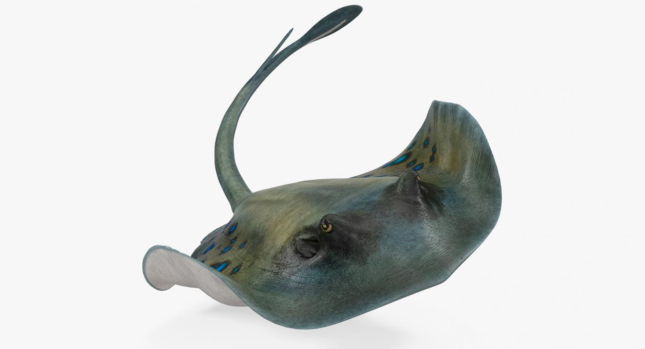 3D Spotted Stingray Rigged model