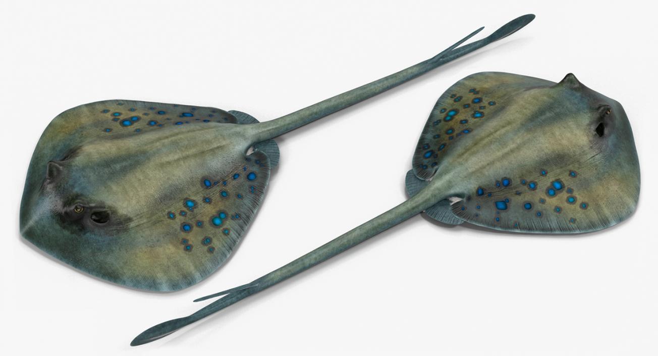 3D Spotted Stingray Rigged model