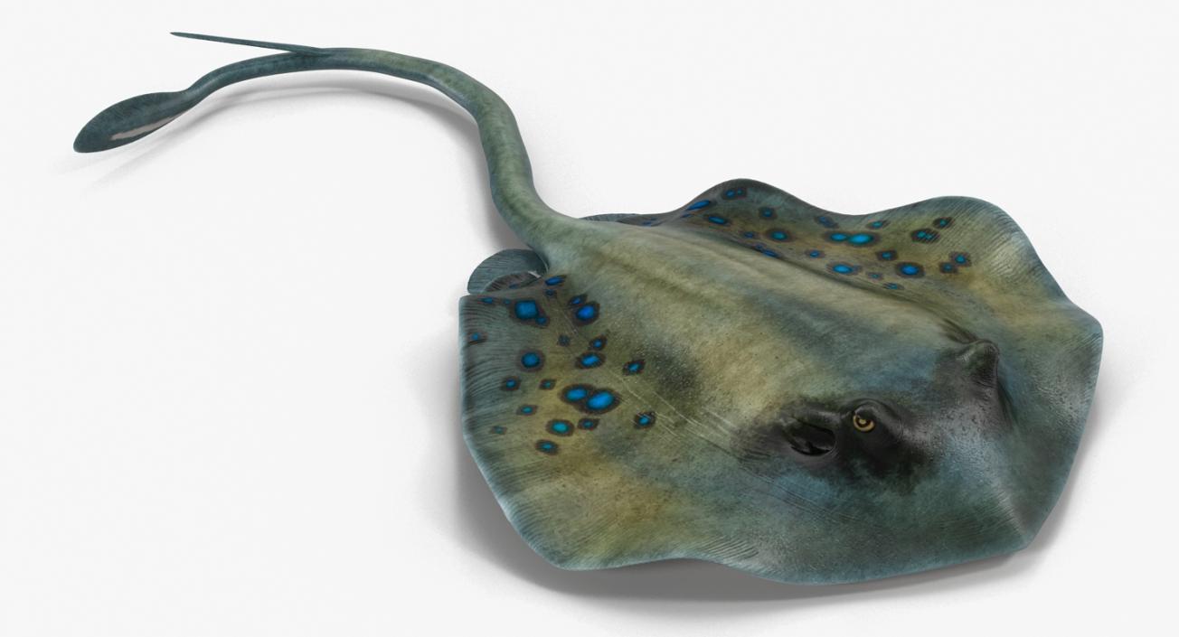 3D Spotted Stingray Rigged model