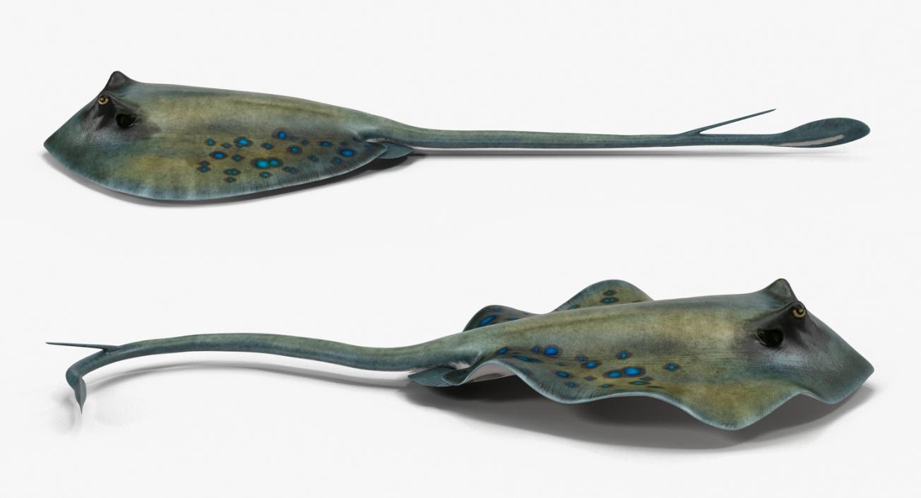 3D Spotted Stingray Rigged model