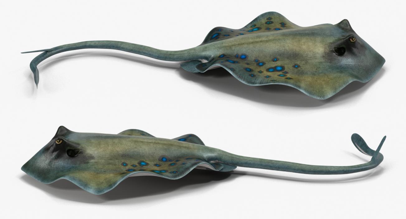 3D Spotted Stingray Rigged model