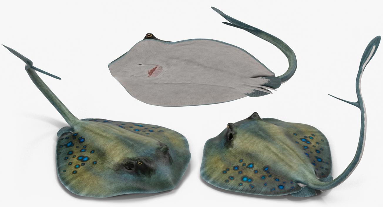 3D Spotted Stingray Rigged model