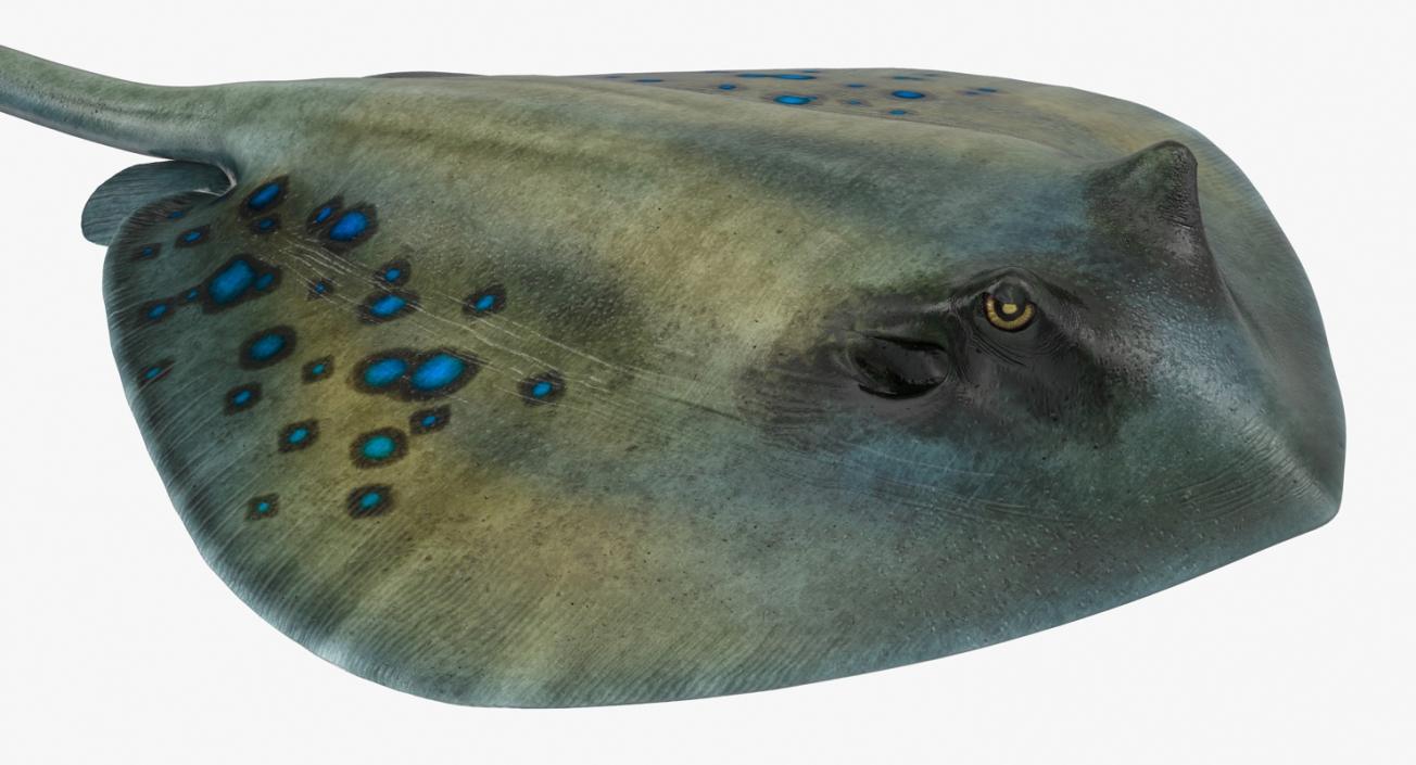 3D Spotted Stingray Rigged model