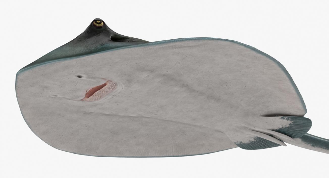 3D Spotted Stingray Rigged model