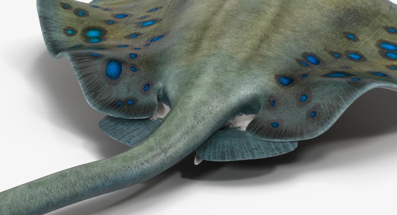 3D Spotted Stingray Rigged model