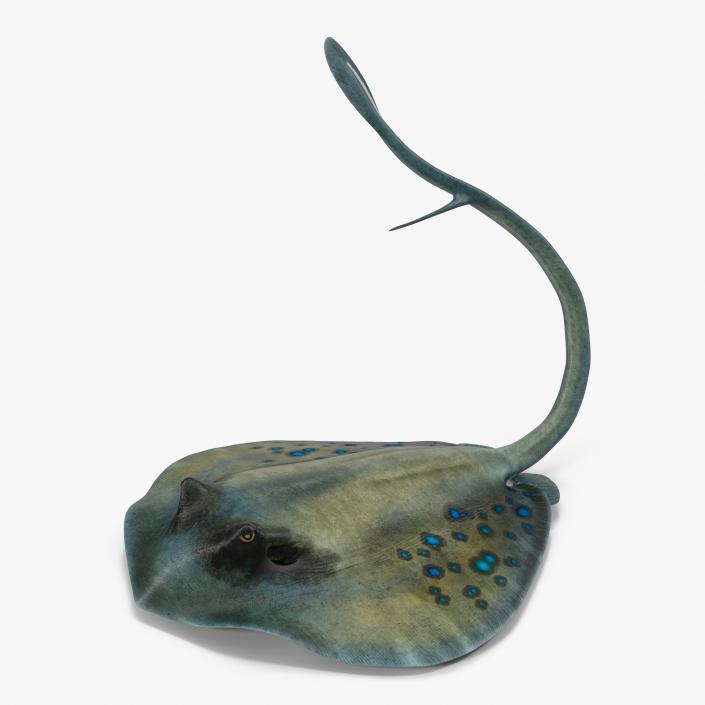 3D Spotted Stingray Pose 2 model