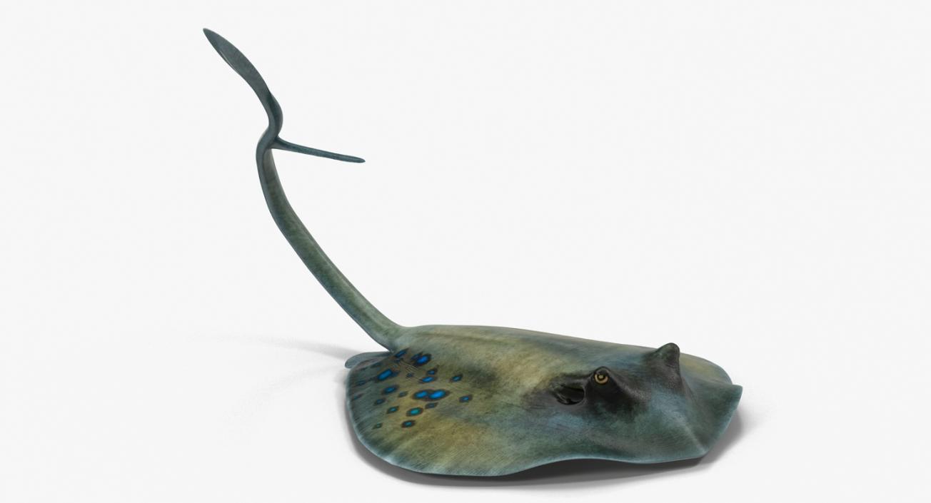 3D Spotted Stingray Pose 2 model