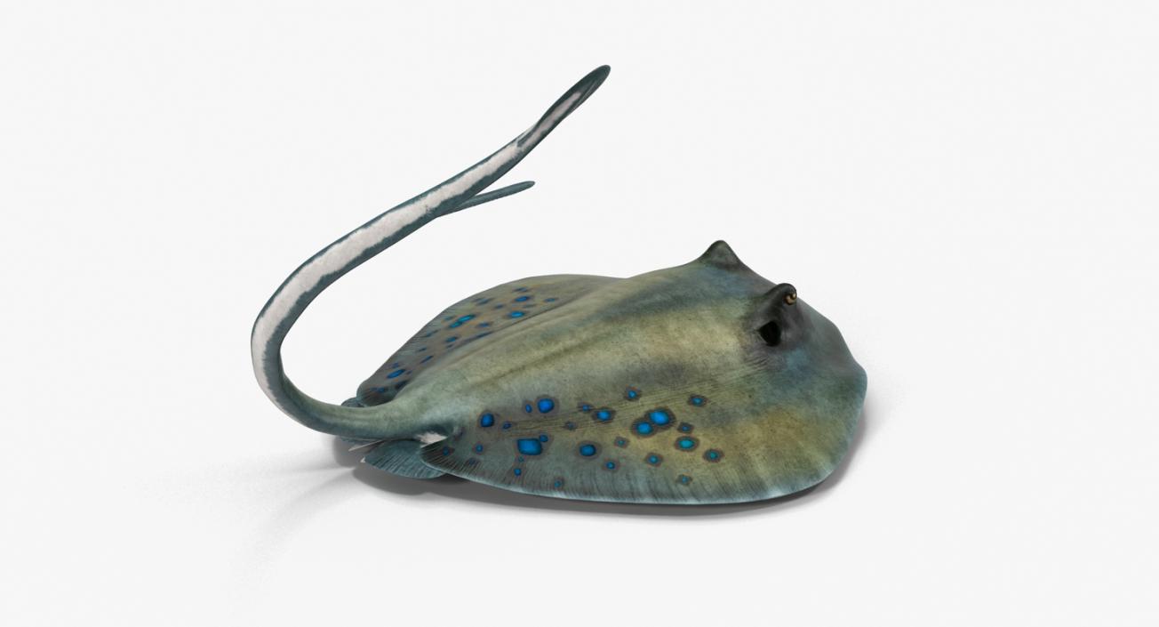 3D Spotted Stingray Pose 2 model