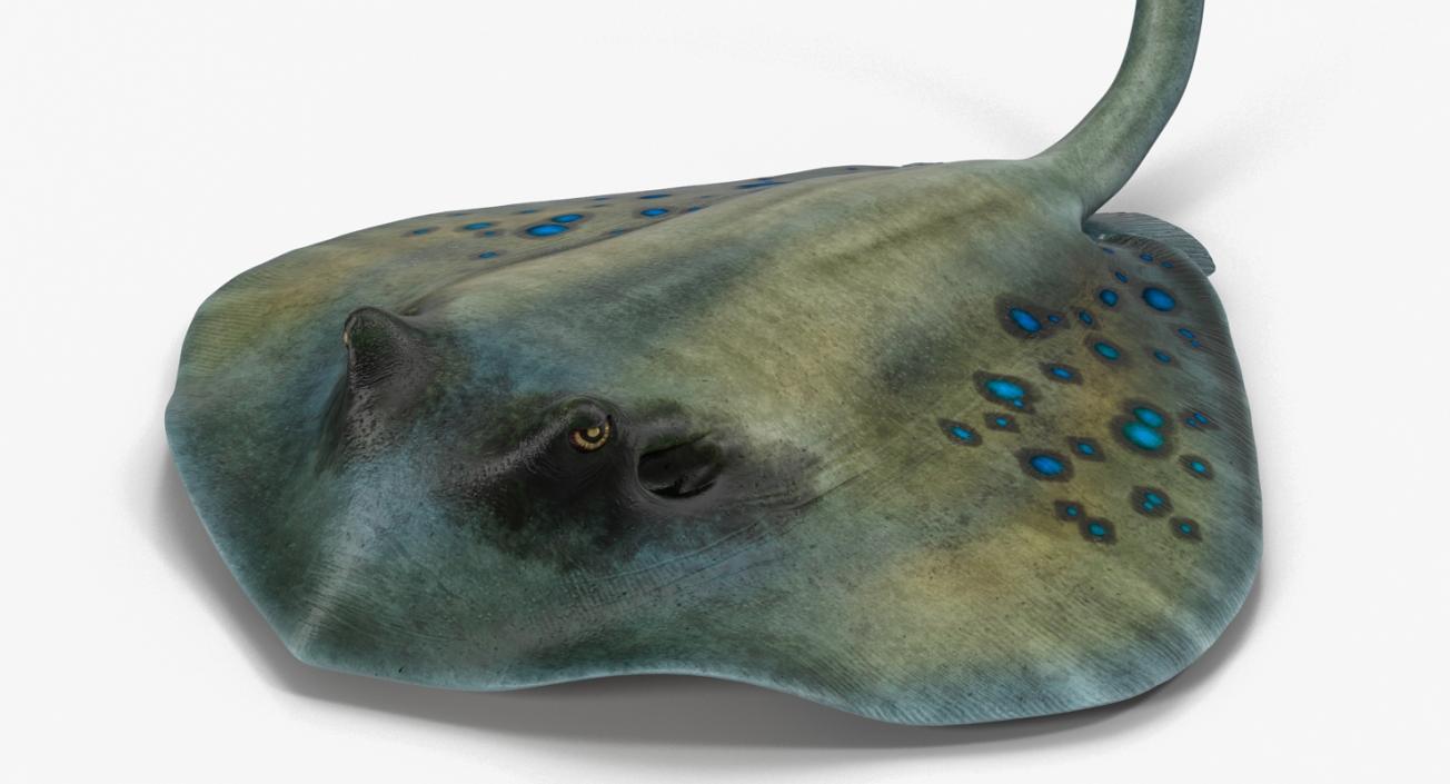 3D Spotted Stingray Pose 2 model