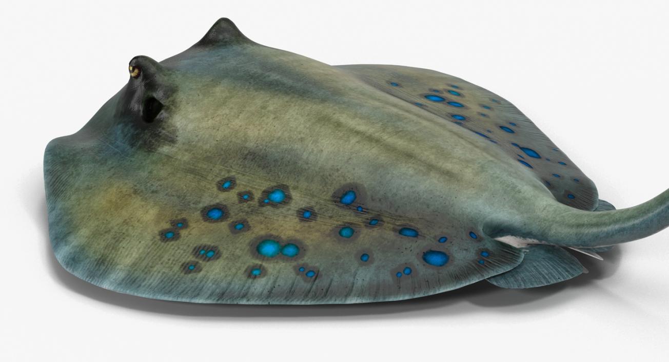 3D Spotted Stingray Pose 2 model