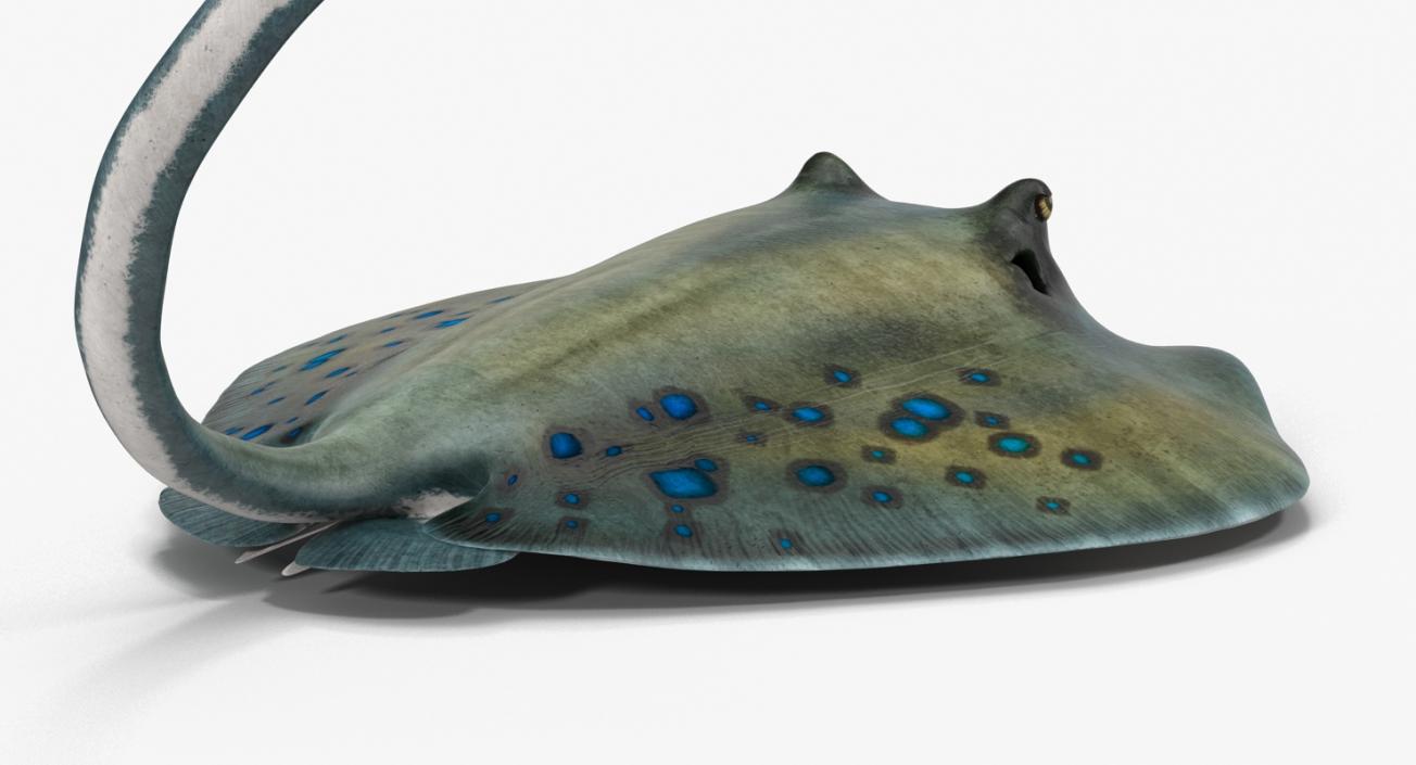 3D Spotted Stingray Pose 2 model