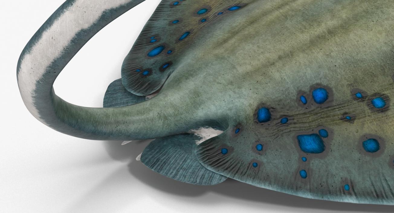 3D Spotted Stingray Pose 2 model