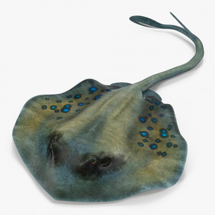 3D Spotted Stingray Pose 3 model