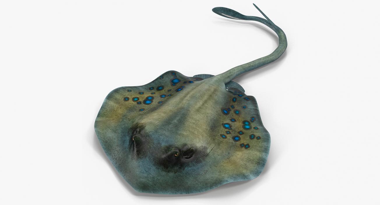 3D Spotted Stingray Pose 3 model