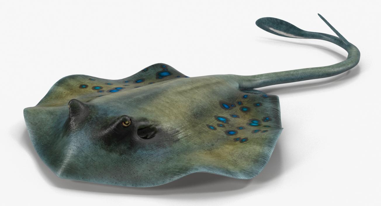 3D Spotted Stingray Pose 3 model