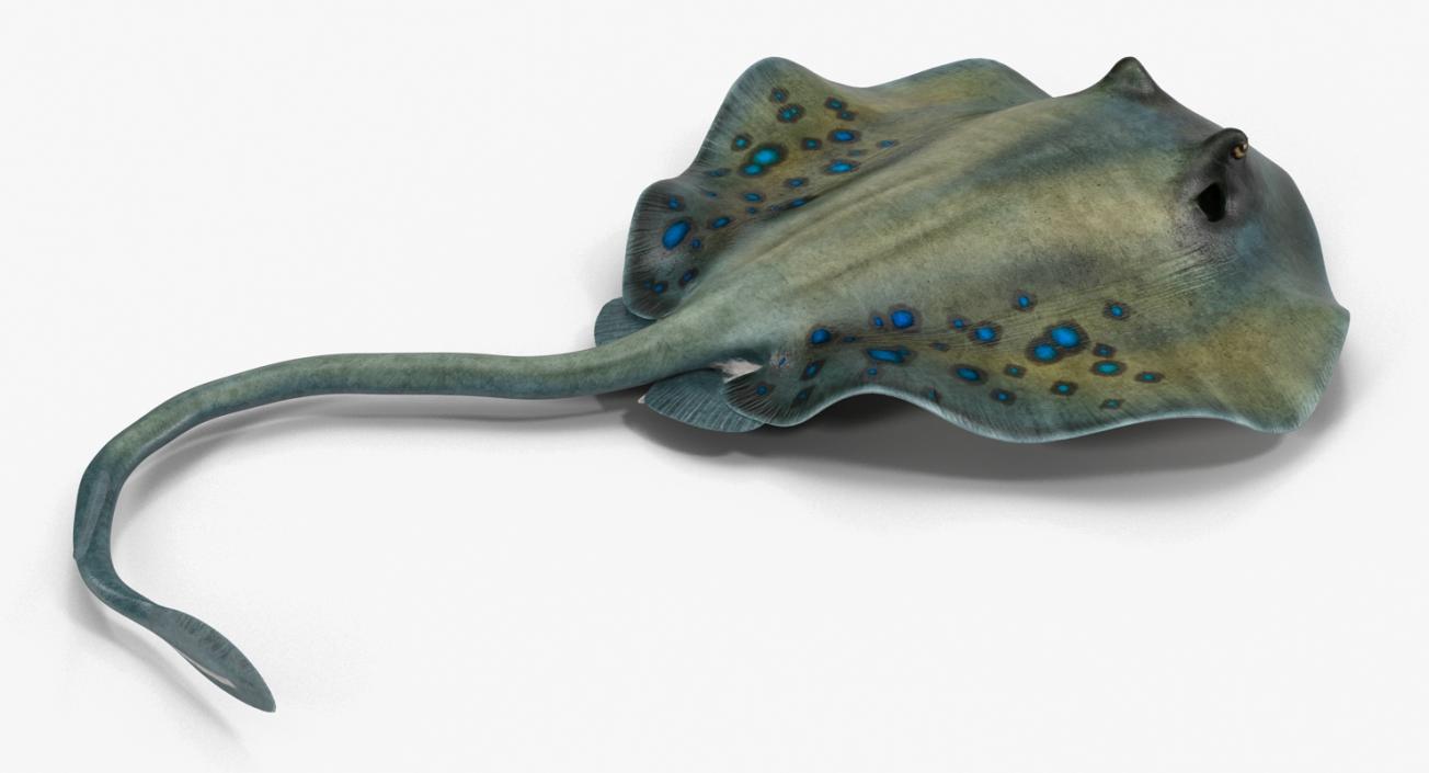 3D Spotted Stingray Pose 3 model