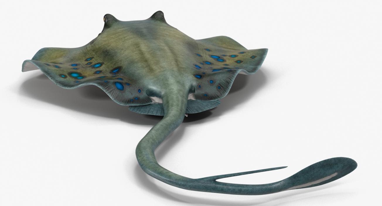 3D Spotted Stingray Pose 3 model