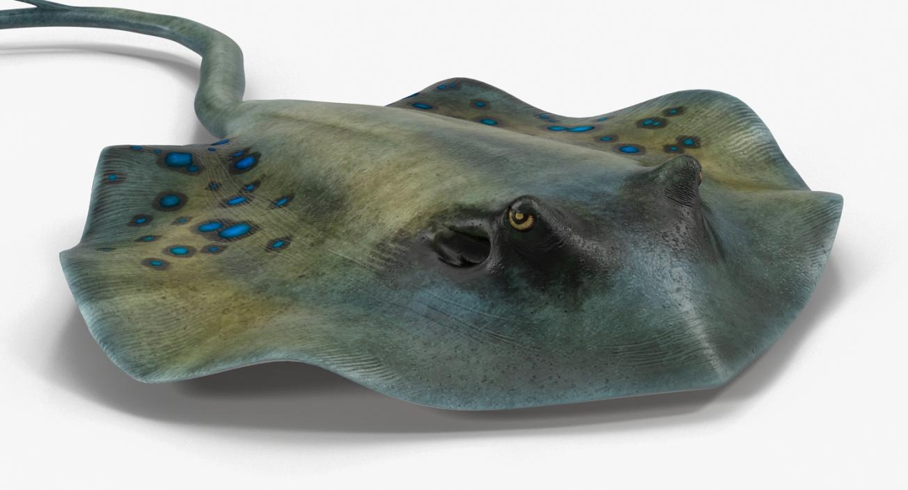 3D Spotted Stingray Pose 3 model