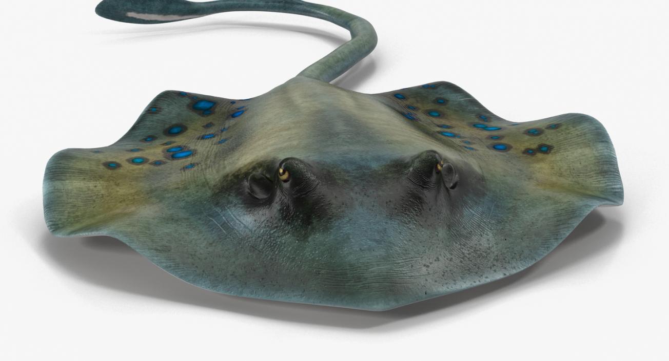 3D Spotted Stingray Pose 3 model