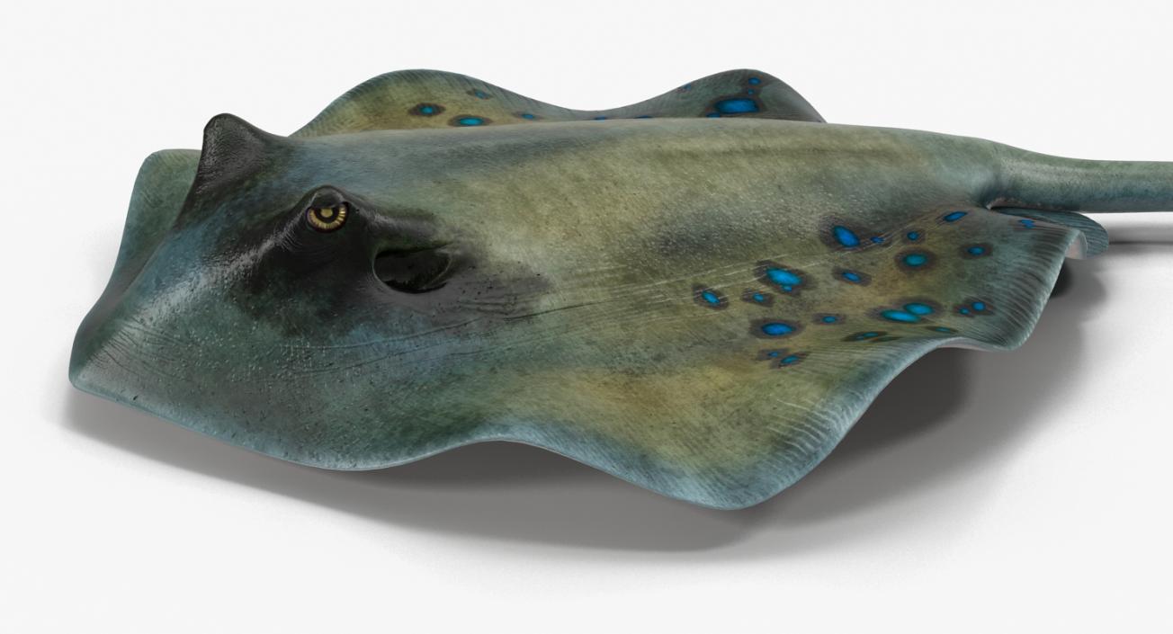 3D Spotted Stingray Pose 3 model