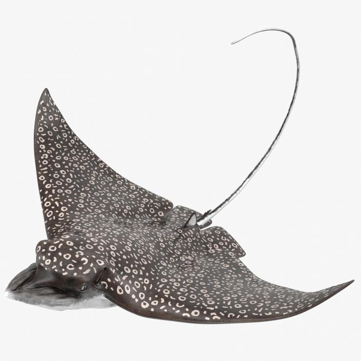 3D Eagle Ray Pose 2