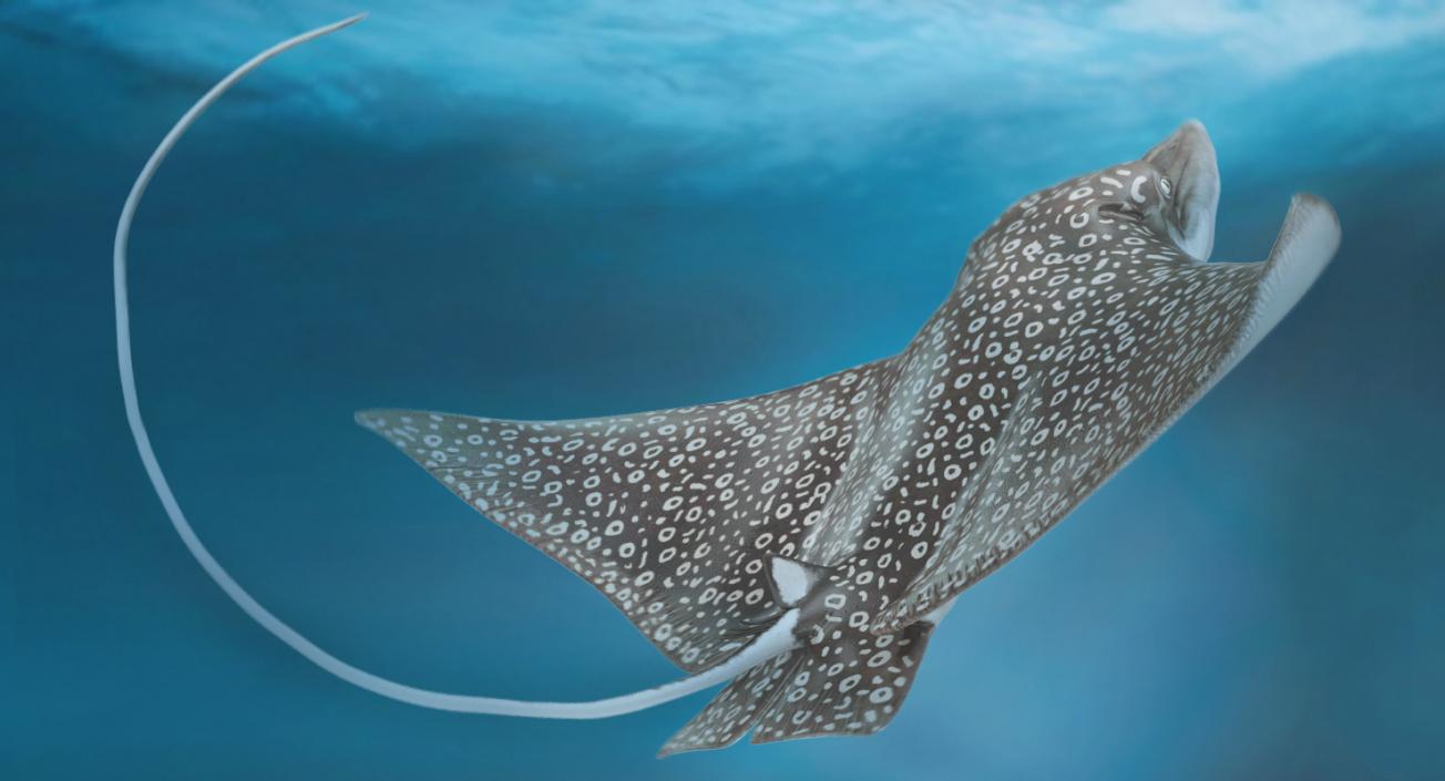 3D Eagle Ray Pose 2