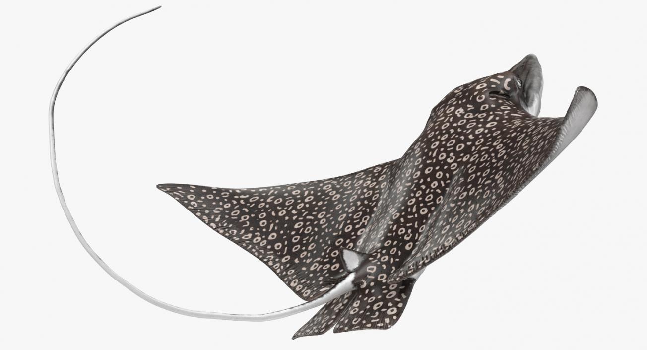 3D Eagle Ray Pose 2