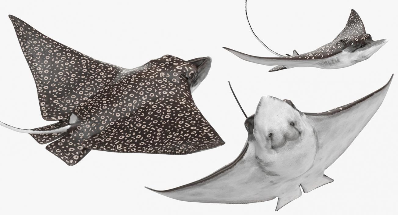 3D Eagle Ray Pose 2