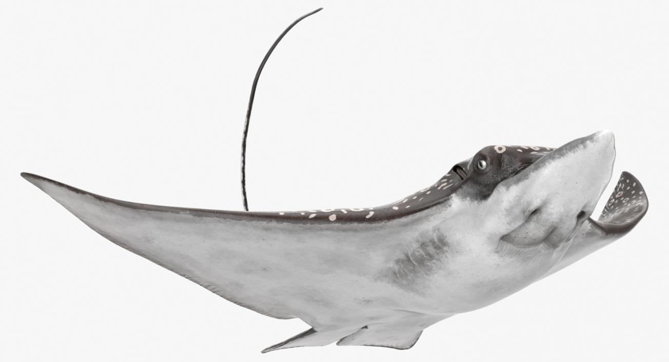 3D Eagle Ray Pose 2