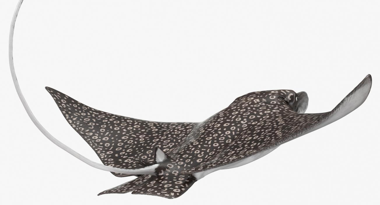 3D Eagle Ray Pose 2