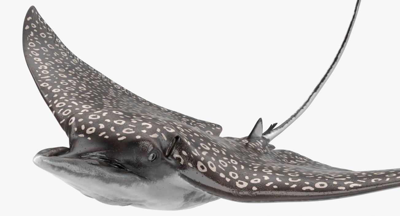 3D Eagle Ray Pose 2