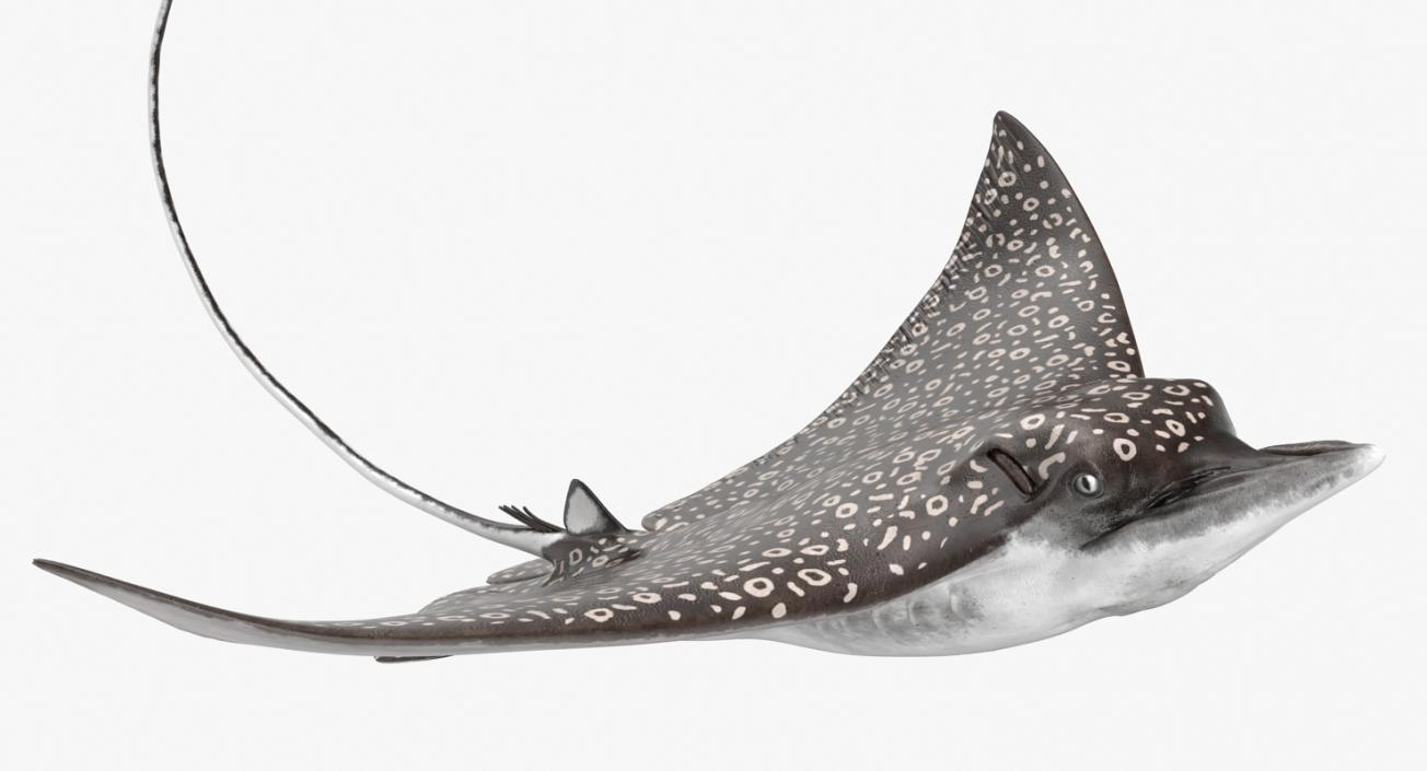 3D Eagle Ray Pose 2