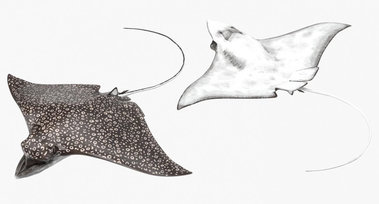 3D Eagle Ray Pose 3