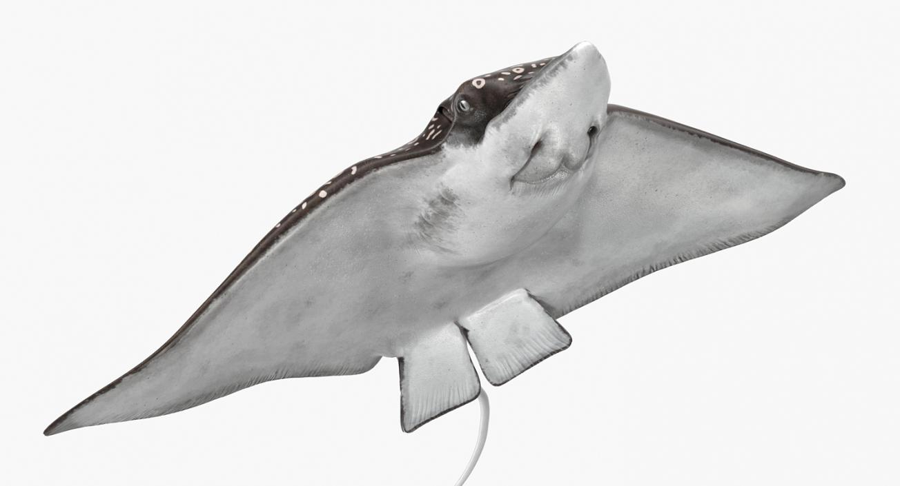 3D Eagle Ray Pose 3