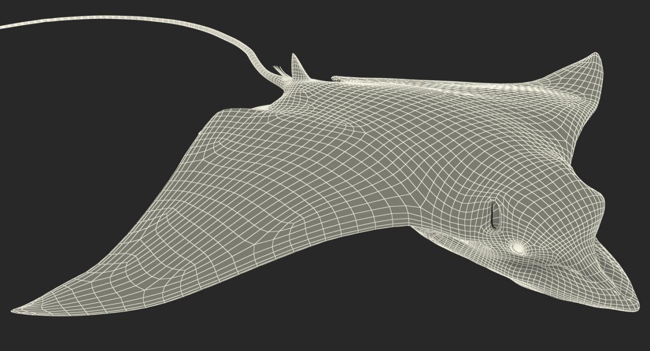 3D Eagle Ray Pose 3