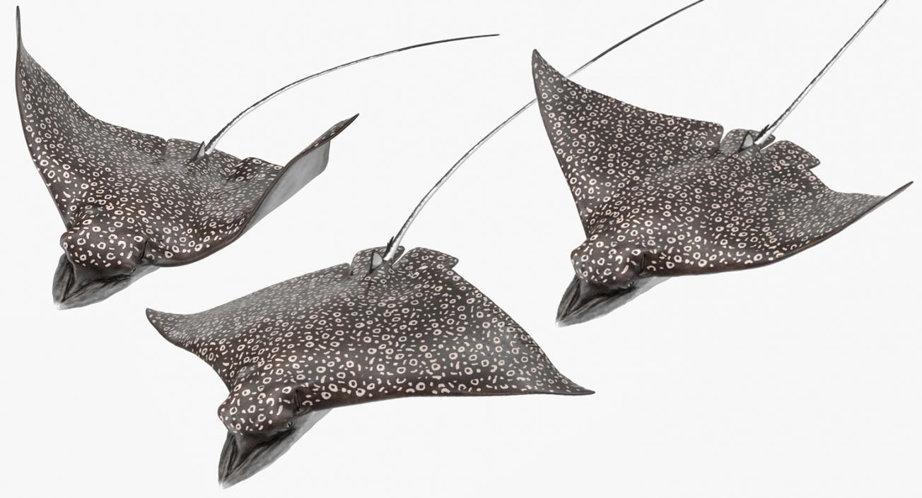 3D Eagle Ray Rigged