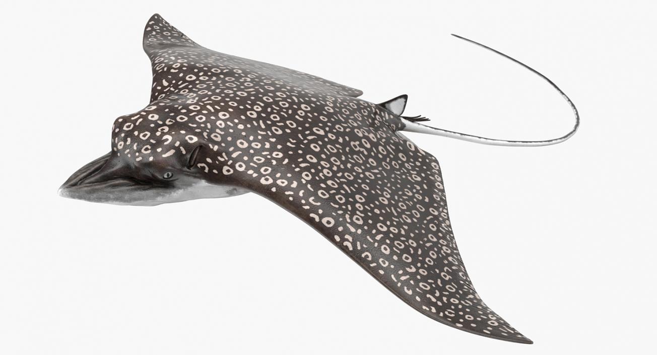 3D Eagle Ray Rigged