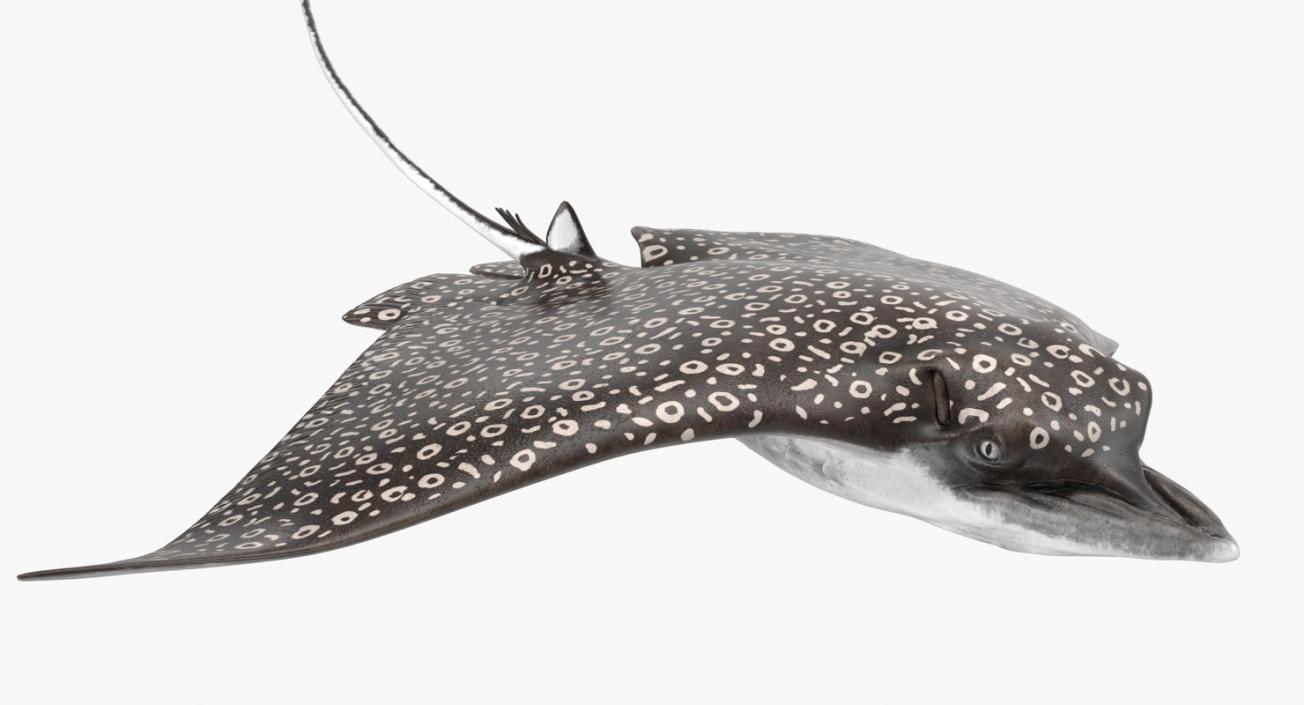 3D Eagle Ray Rigged