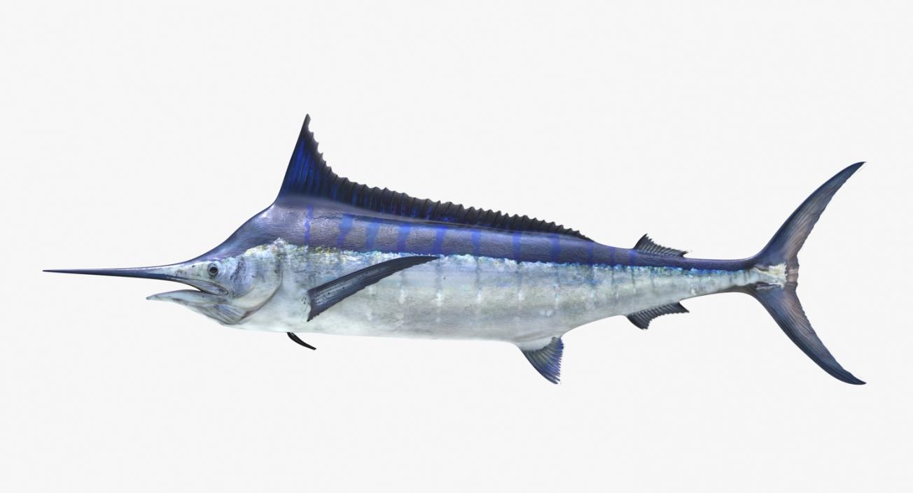 3D Blue Marlin Rigged model