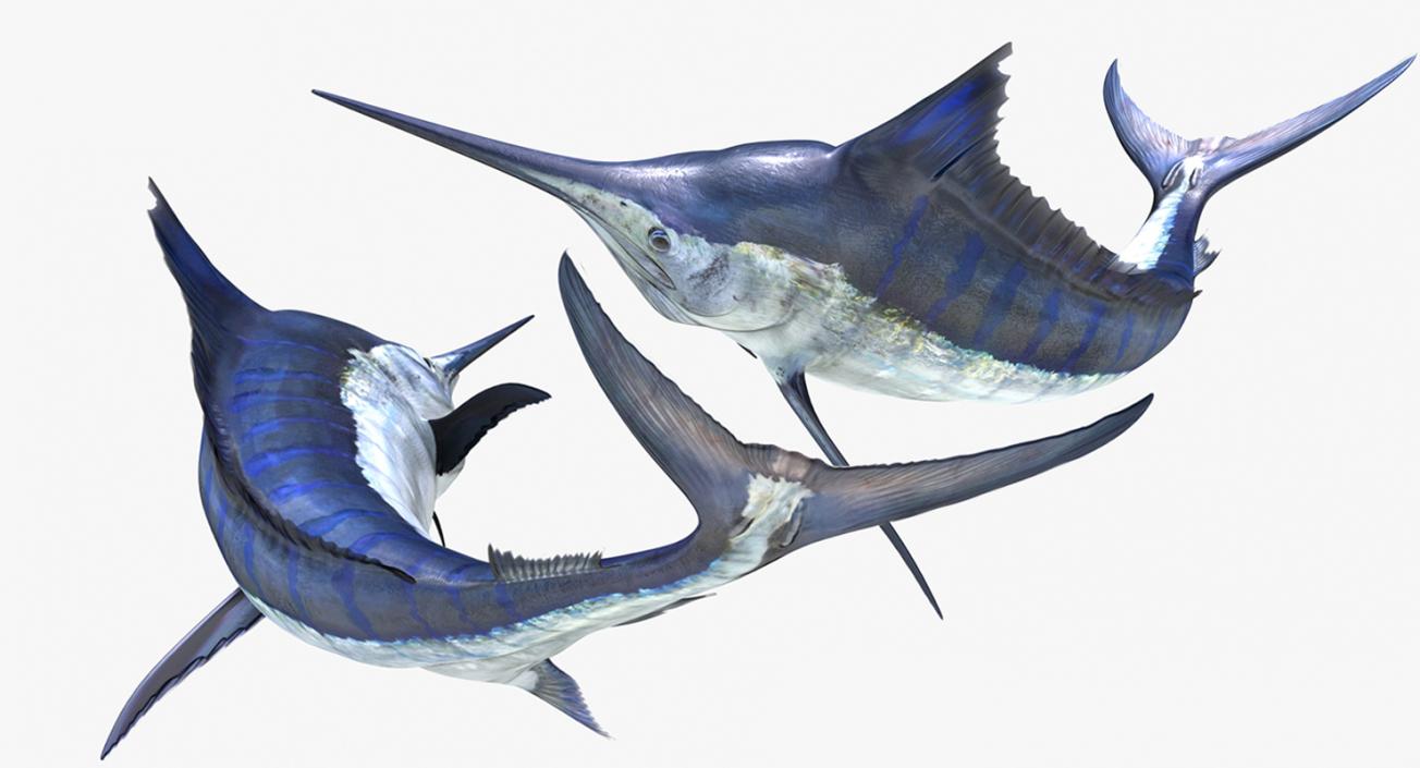 3D Blue Marlin Rigged model