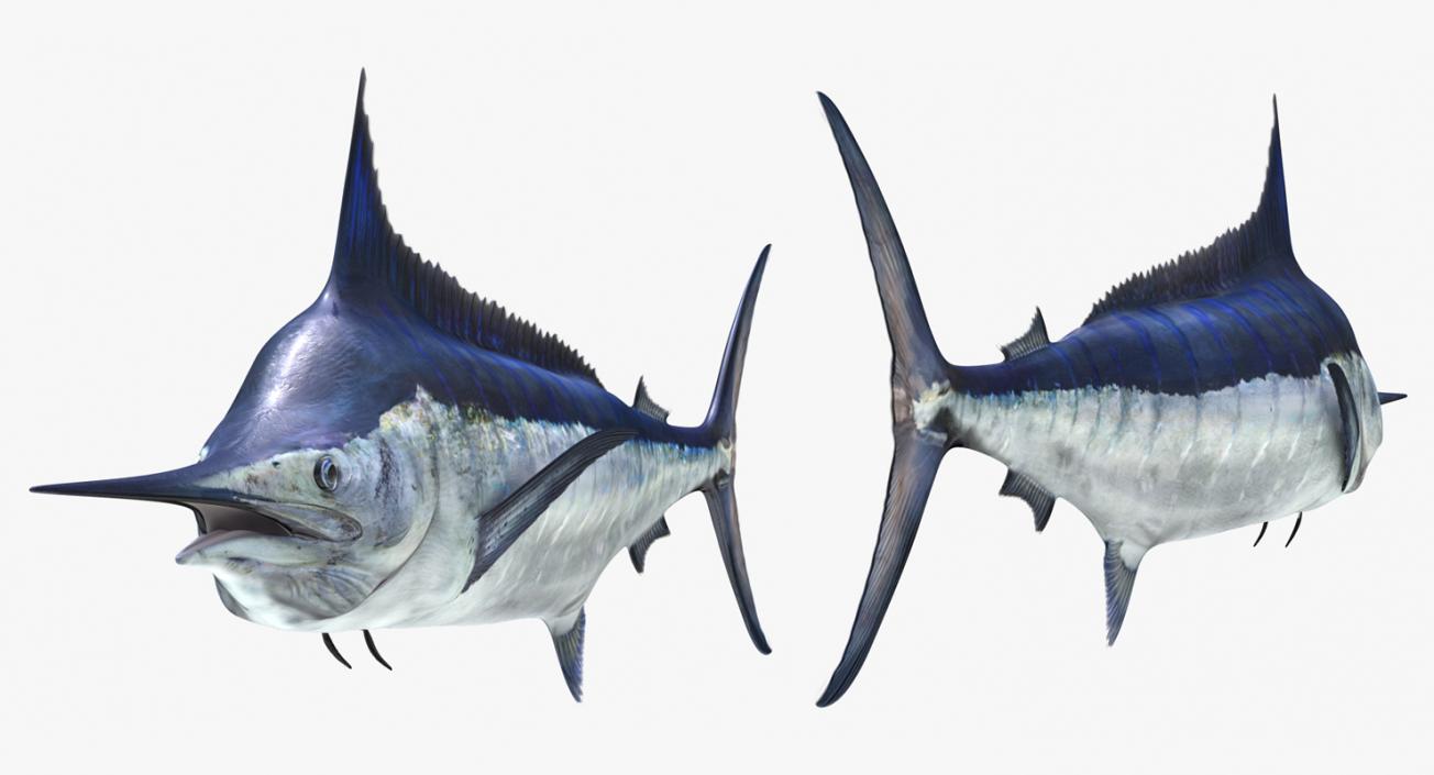 3D Blue Marlin Rigged model